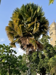 Corypha umbraculifera