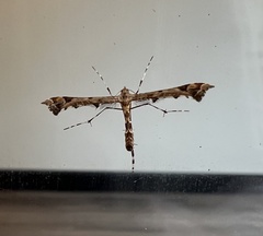 Platyptilia carduidactylus