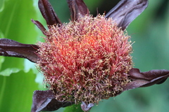 Scadoxus puniceus