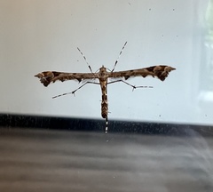 Platyptilia carduidactylus