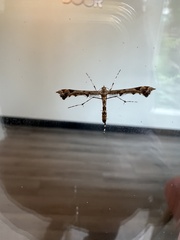 Platyptilia carduidactylus