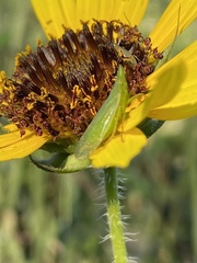 Rhynchomitra
