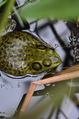 Lithobates grylio