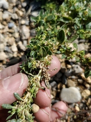 Amaranthus blitoides