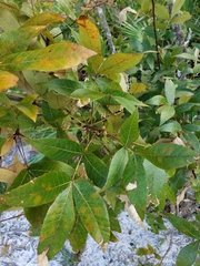 Carya floridana