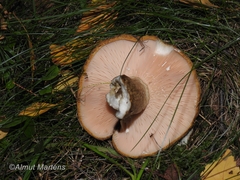 Lactarius turpis