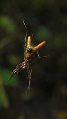 Micrathena