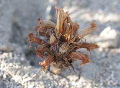 Aphyllon corymbosum