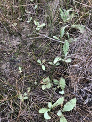 Cirsium fontinale obispoense