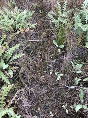 Cirsium fontinale obispoense