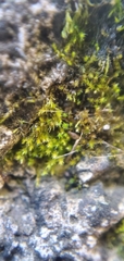 Grimmiaceae
