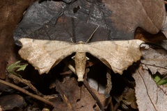 Artiora evonymaria