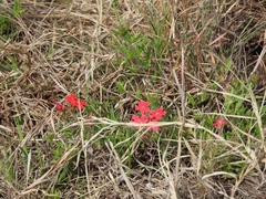 Glandularia peruviana