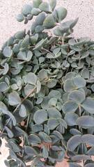 Hylotelephium sieboldii