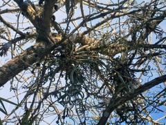 Tillandsia intermedia