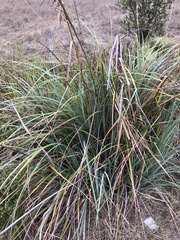 Carex spissa