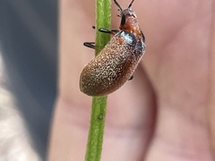 Ecnolagria