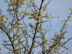 Geoffroea decorticans