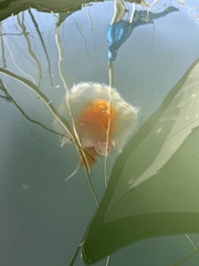 Phacellophora camtschatica