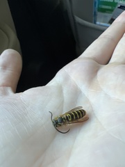 Vespula