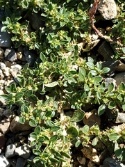 Amaranthus blitoides