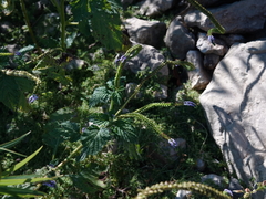 Heliotropium indicum