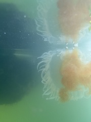 Phacellophora camtschatica