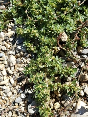Amaranthus blitoides