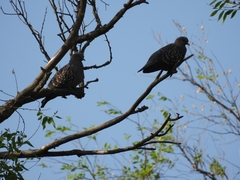 Patagioenas maculosa