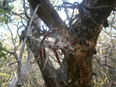 Tillandsia intermedia