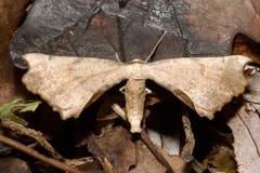 Artiora evonymaria