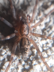 Liocranum rupicola