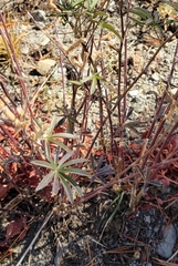 Lupinus angustiflorus