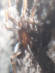 Liocranum rupicola