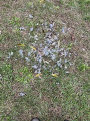 Colaptes auratus luteus