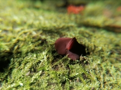 Ascocoryne cylichnium