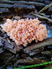 Tubifera