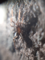 Liocranum rupicola