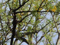 Geoffroea decorticans