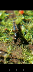 Staphylinini