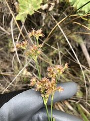 Juncus xiphioides