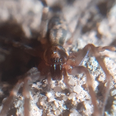 Liocranum rupicola