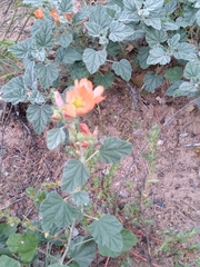 Sphaeralcea parvifolia