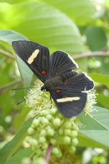 Melanis leucophlegma