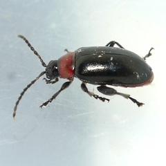 Disonycha xanthomelas