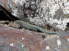 Podarcis guadarramae