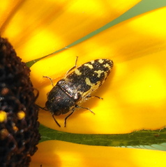 Acmaeodera