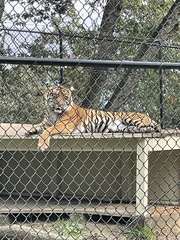 Panthera tigris