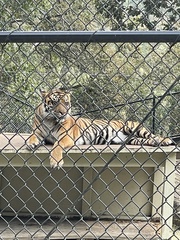 Panthera tigris