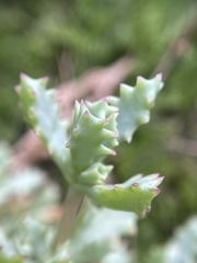 Oscularia deltoides